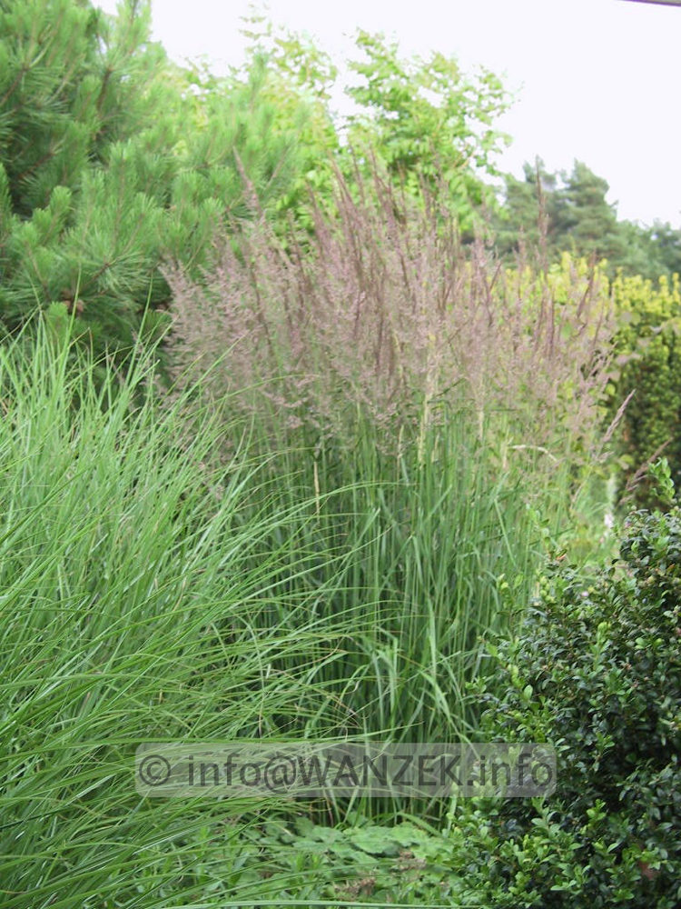 Calamagrostis acutiflora Karl Foerster (Achnatherum).jpg